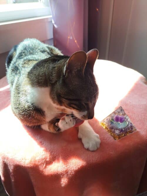 reiki for cats