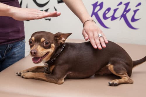 reiki for pets